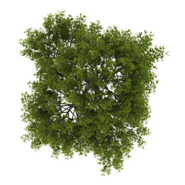 亀裂柳の木が白い背景で隔離のトップ ビュー — ストック写真
