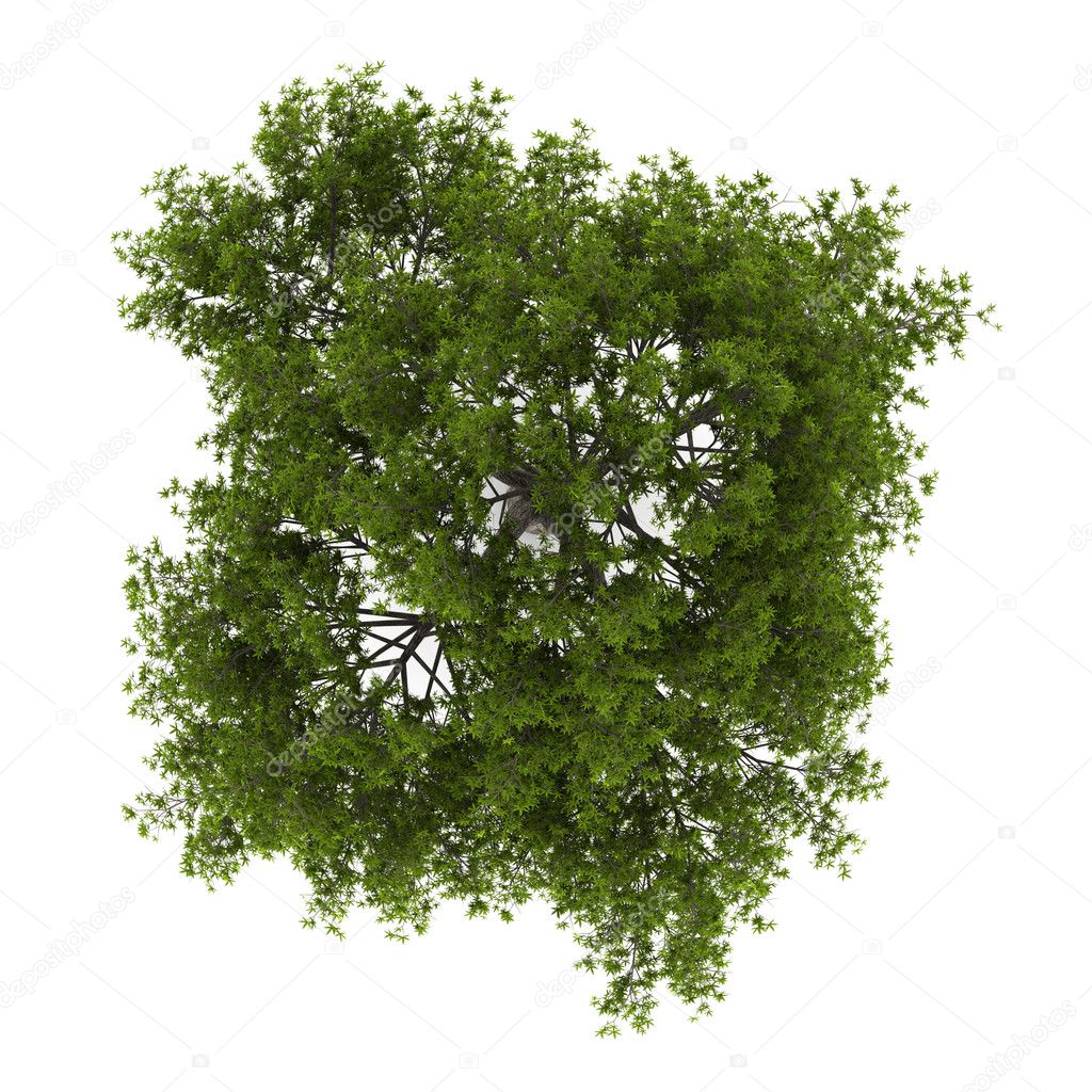 Top view of crack willow tree isolated on white background