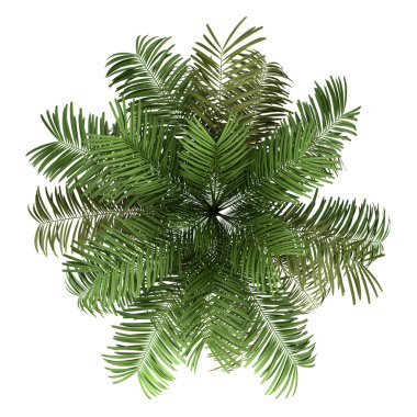 Top view of areca palm tree isolated on white background clipart