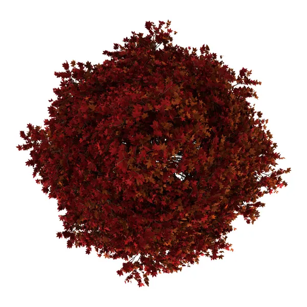Widok z góry drzewa sweetgum amerykański czerwony na białym tle — Zdjęcie stockowe