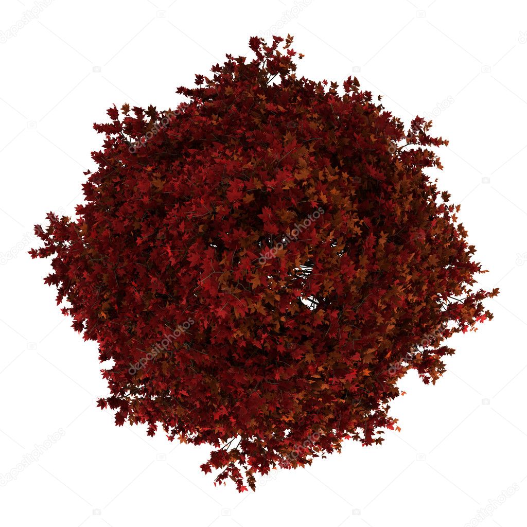 Top view of red american sweetgum tree isolated on white background