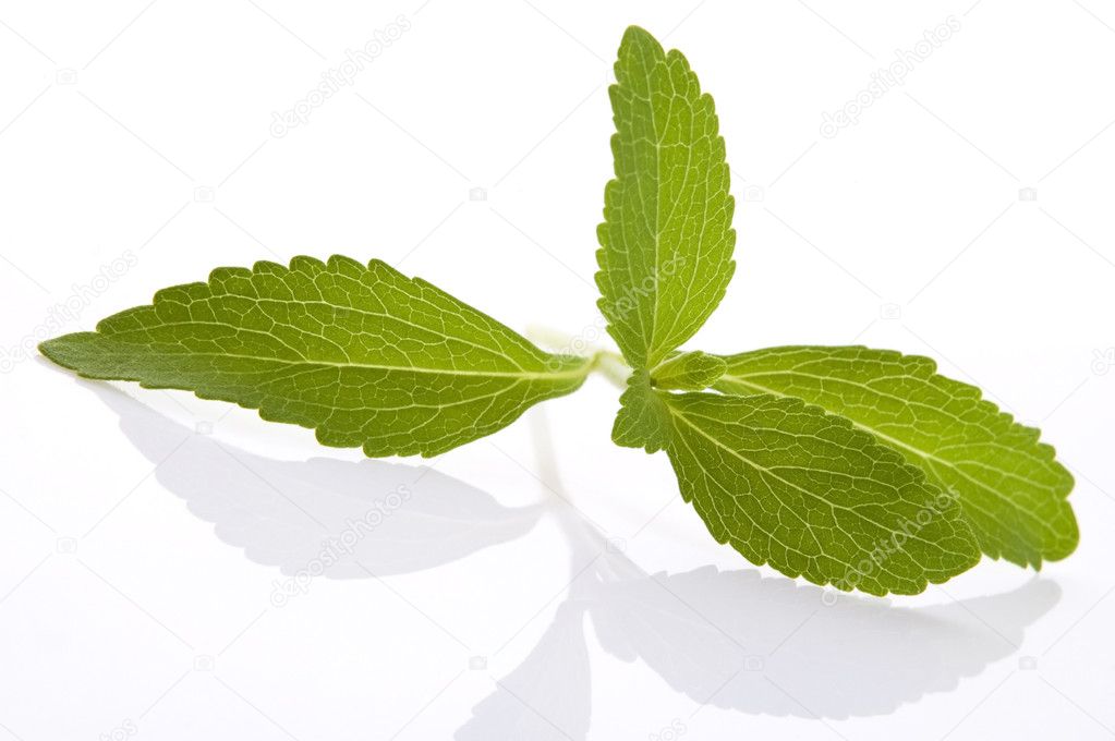 Stevia Rebaudiana leafs isolated on white background