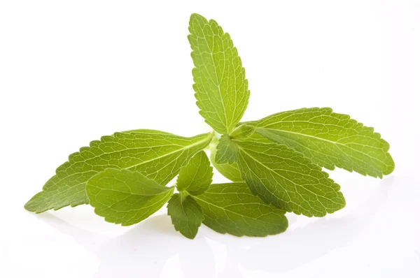 Stevia rebaudiana leafs isolerade på vit bakgrund — Stockfoto