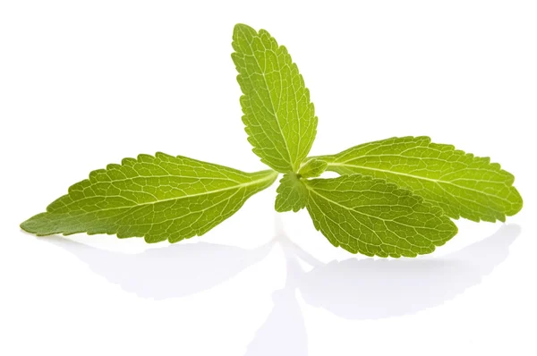 Stevia rebaudiana φύλλα απομονωθεί σε λευκό φόντο — Φωτογραφία Αρχείου