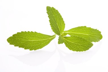 Stevia rebaudiana izole üzerinde beyaz arka plan yapraklar