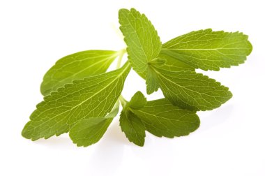 Stevia rebaudiana izole üzerinde beyaz arka plan yapraklar