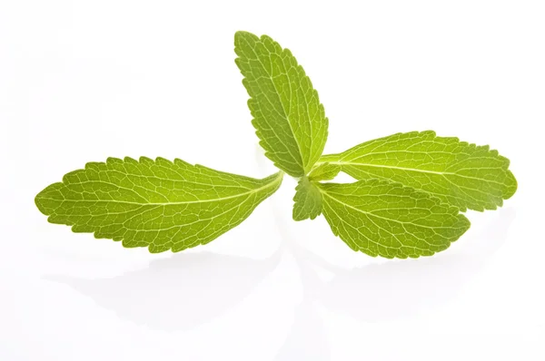 Stevia Rebaudiana levelek a elszigetelt fehér háttér — Stock Fotó