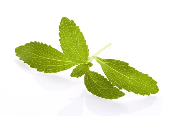 Stevia rebaudiana leafs izolovaných na bílém pozadí — Stock fotografie