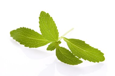 Stevia rebaudiana izole üzerinde beyaz arka plan yapraklar