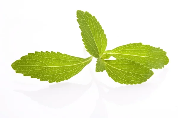 stock image Stevia Rebaudiana leafs isolated on white background