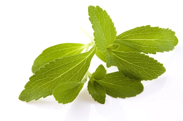 Stevia rebaudiana Blätter isoliert auf weißem Hintergrund — Stockfoto