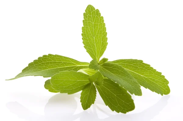 Stevia rebaudiana liści na białym tle na białym tle — Zdjęcie stockowe