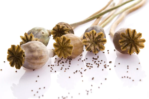 Poppy seeds and poppy heads — Stock Photo, Image
