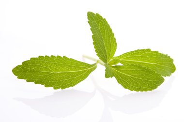Stevia Rebaudiana leafs isolated on white background clipart