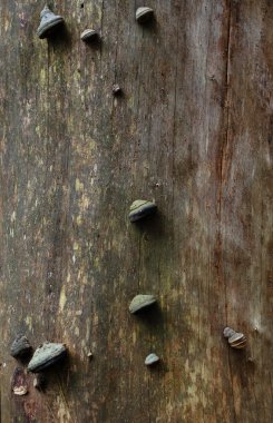 Fomitopsis pinicola