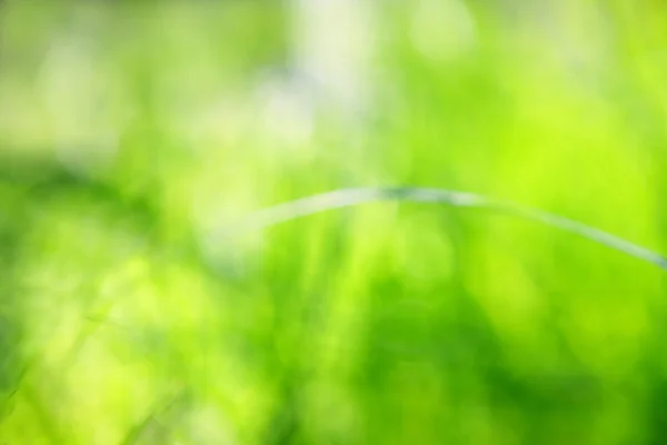 stock image Blurred grass