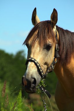 Horse in meadow eating grace clipart