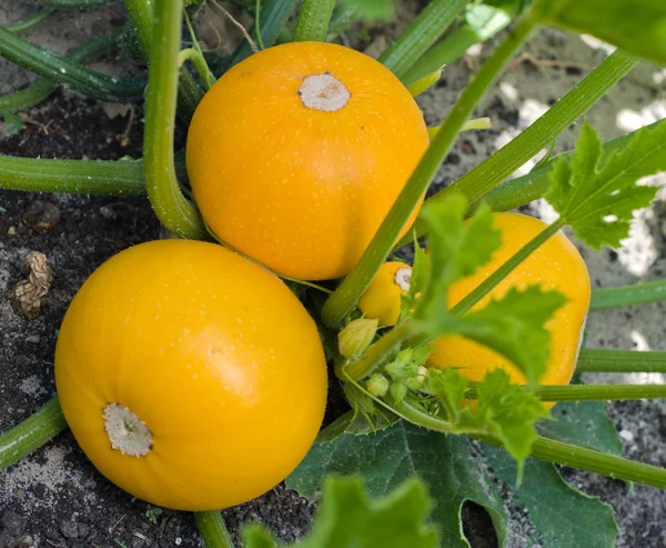 Stock image Yellow round fresh zucchini