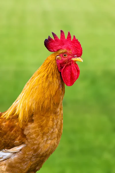 一只美丽的红公鸡 — 图库照片