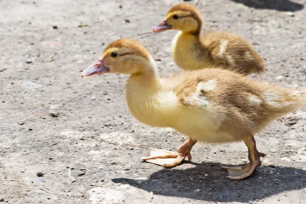 Ducks walking down poultry yard