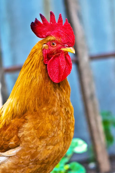 一只美丽的红公鸡 — 图库照片