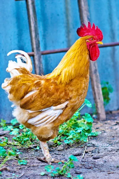 A beautiful red cock — Stock Photo, Image