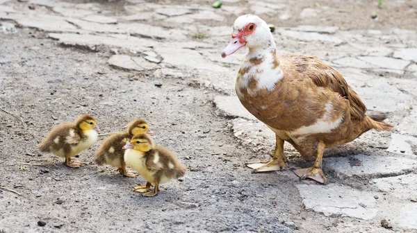 Ducks walking down poultry yard — Stock Photo, Image
