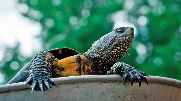 Turtle outdoor — Stock Photo, Image