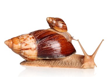 Giant African snails crawling clipart