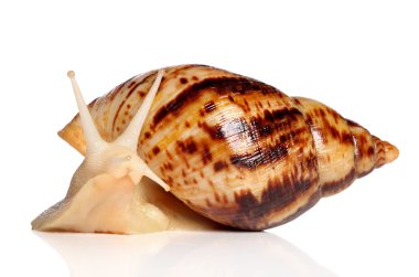 Giant African snail Achatina clipart