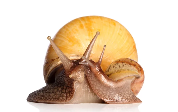 Giant snails kissing — Stock Photo, Image