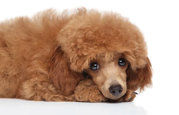 Üzgün oyuncak kaniş köpek yavrusu — Stok fotoğraf