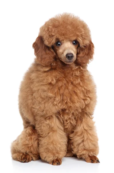 Little toy poodle portrait — Stock Photo, Image