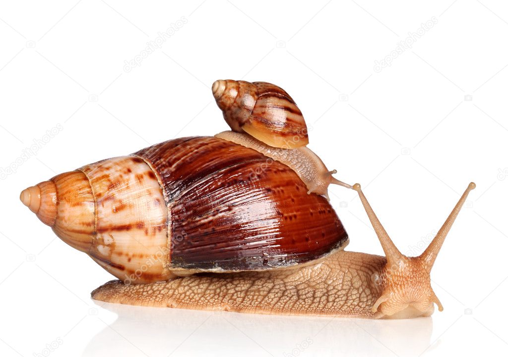Giant African snails crawling