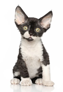 Devon Rex kitten on white background clipart