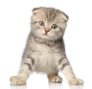 Scottish fold yavru kedi beyaz zemin üzerine