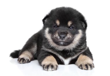 Shiba Inu puppy (one month) on white background clipart