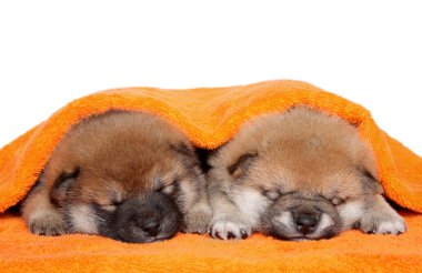 Shiba Inu puppies on white background clipart