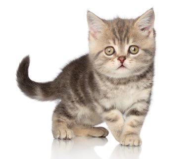 Scottish shorthair kitten clipart