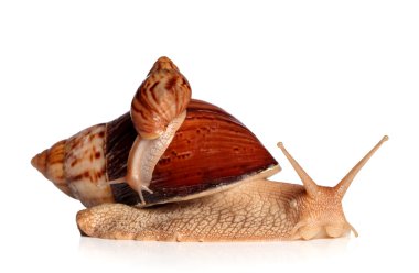 African snails Achatina fulica crawling clipart