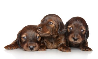 Beyaz bir arka plan üzerinde poz dachshund köpekler