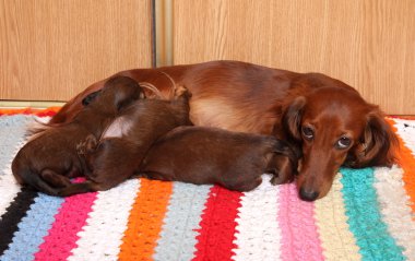 Dog feeding puppies clipart