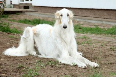 Borzoi (greyhound) dog clipart