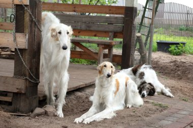 Group of Russian borzoi dogs resting clipart