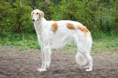Russian borzoi dog standing clipart