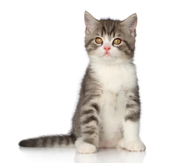 Skotska korthår kattunge på vit bakgrund — Stockfoto