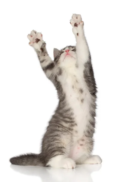 イギリスのショートヘア子猫 — ストック写真