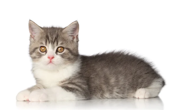 Szkocki krótkowłosy kotek na białym tle — Zdjęcie stockowe