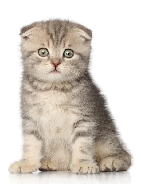 スコティッシュ・フォールド子猫 — ストック写真