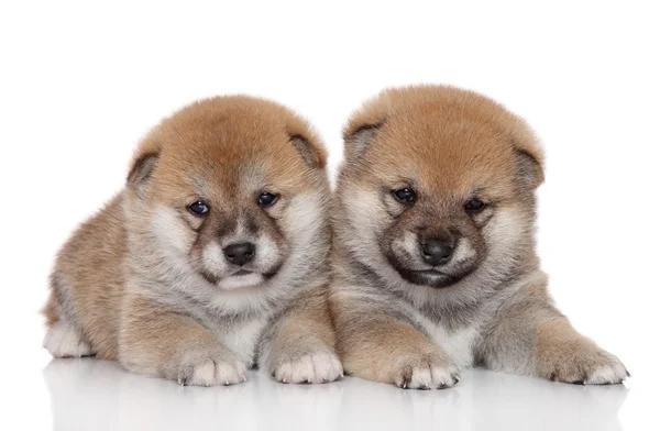 Shiba Inu puppies on white background — Stock Photo, Image